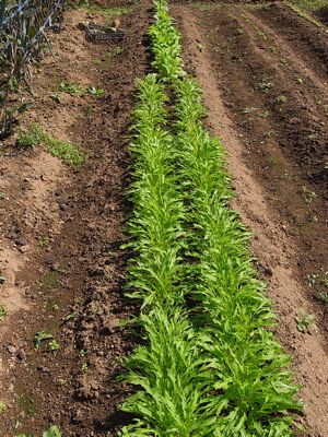 秋野菜を一気紹介_c0063348_846544.jpg