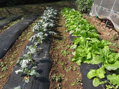 秋野菜を一気紹介_c0063348_8475740.jpg