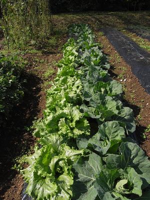 秋野菜を一気紹介_c0063348_848275.jpg