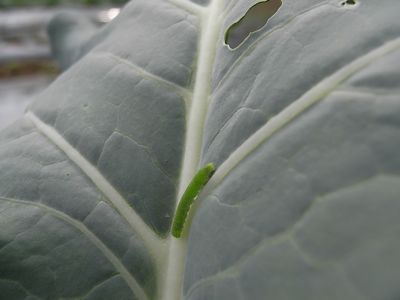 秋野菜を一気紹介_c0063348_8485930.jpg