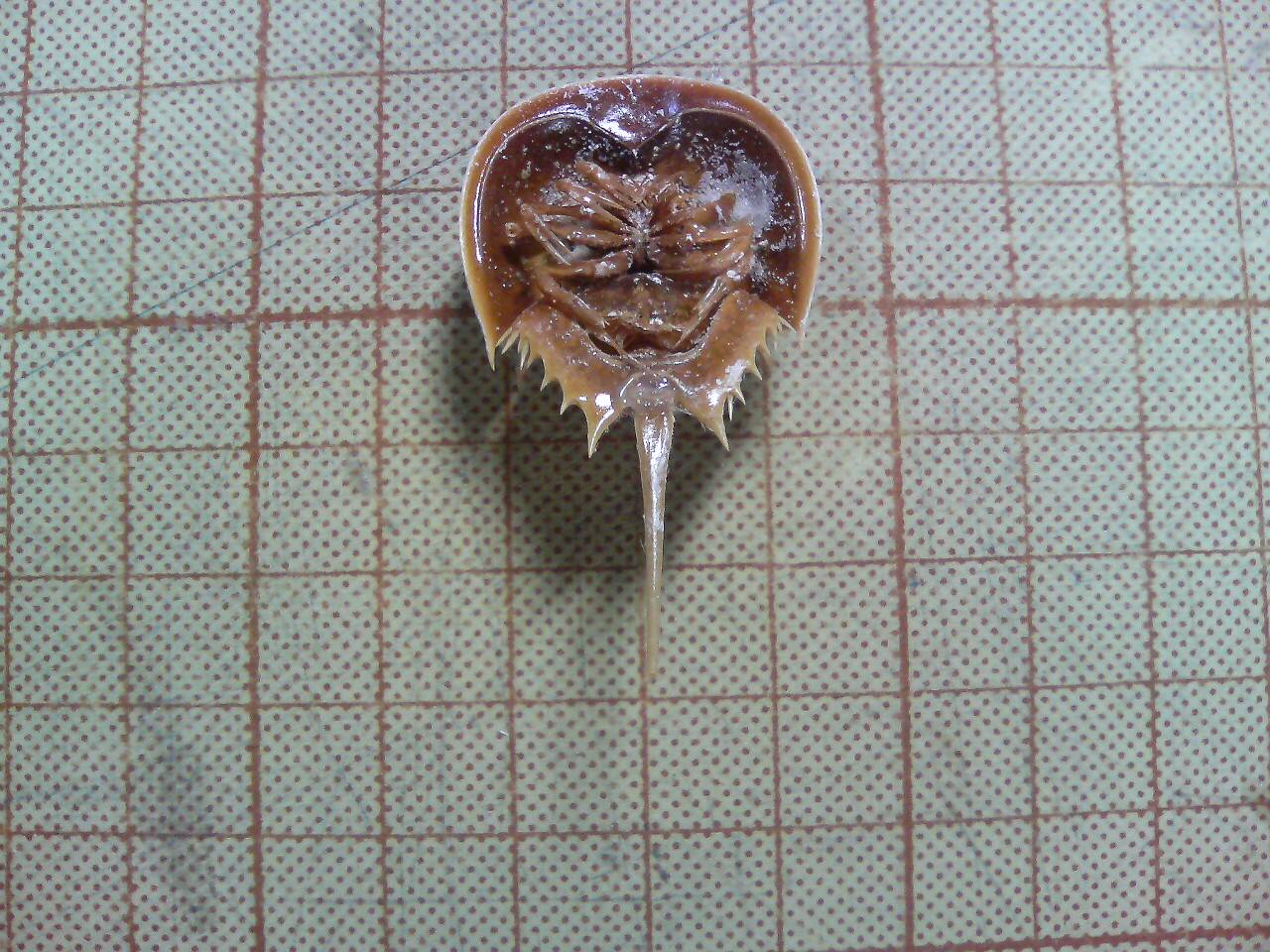 サソリとカブトガニの標本 ちょこっとした理科の小道具 サソリとカブトガニの標本 ちょこっとした理科の小道具