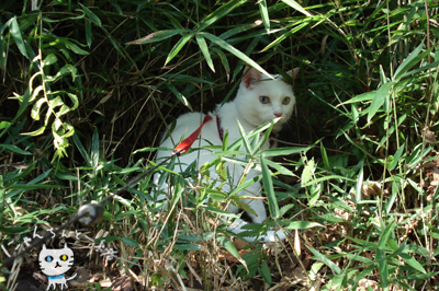 仕事の合間に、お城公園のお散歩_e0031853_095112.jpg