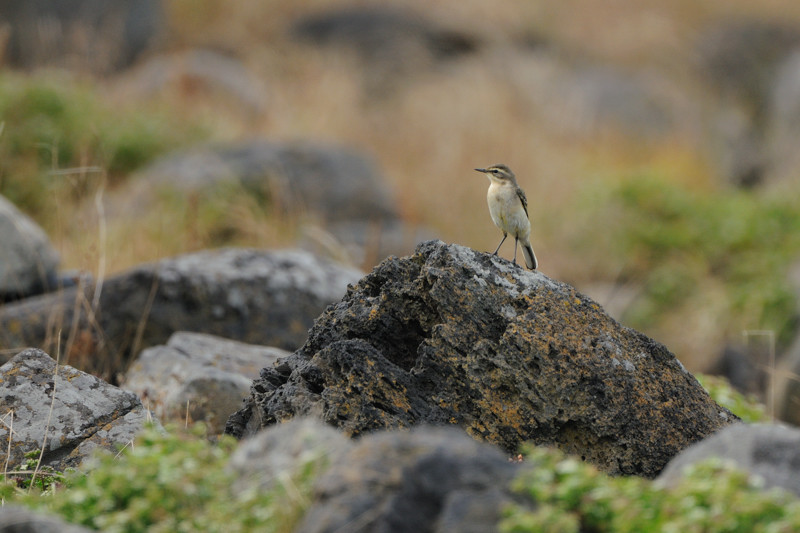 初秋の舳倉島の鳥たち_d0099854_10343188.jpg