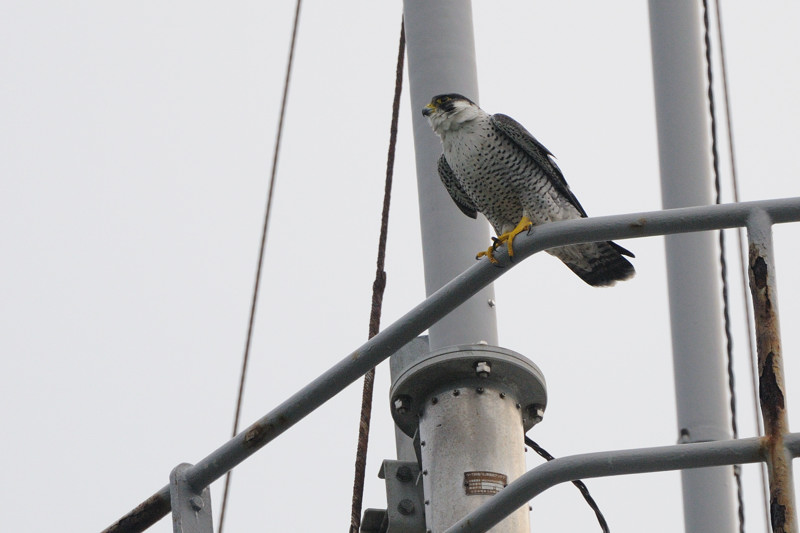 初秋の舳倉島の鳥たち_d0099854_19424241.jpg