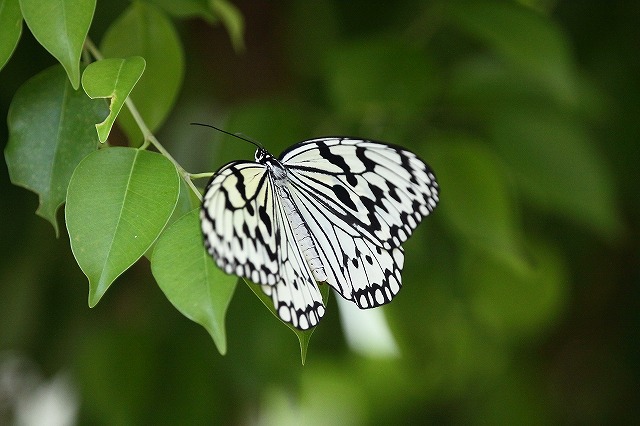 チョウチョ_f0044056_9501751.jpg