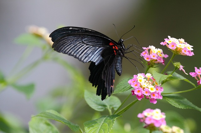 チョウチョ_f0044056_9513636.jpg