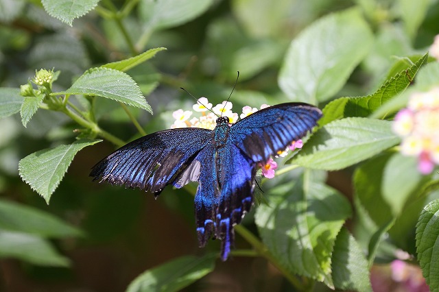 チョウチョ_f0044056_9542537.jpg