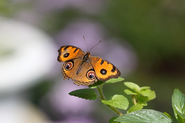 チョウチョ_f0044056_9552721.jpg