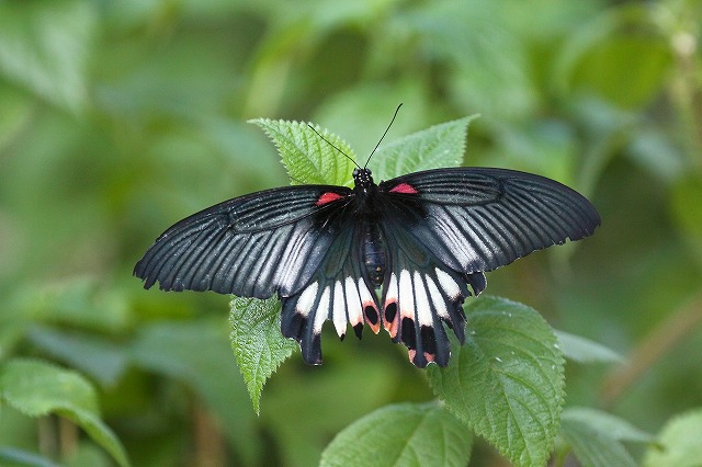 チョウチョ_f0044056_9555370.jpg