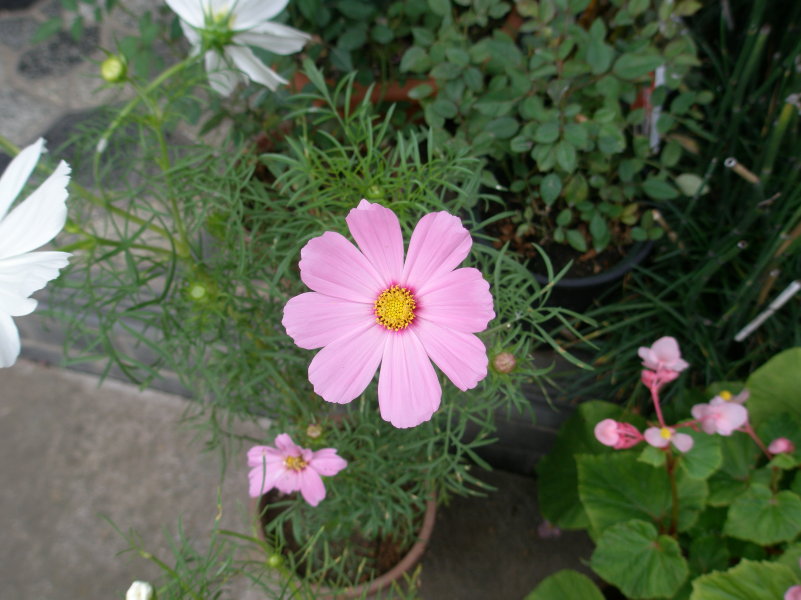 e0169470_16245074.jpg