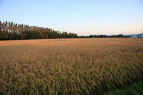 b0003280_2316145.jpg