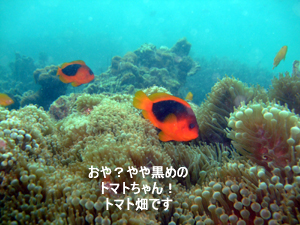 どんぶらこっ、どんぶらこっとピピ島へ_f0144385_00364.jpg