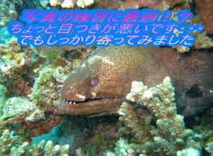 大賑わい!ナイスダイブでダイビング☆_f0144385_22485129.jpg