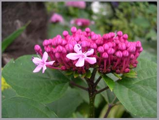 久しぶりの休日は花の植え替え_f0168187_15531517.jpg