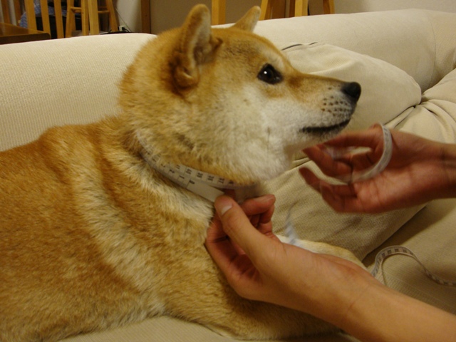 何センチ?_a0126590_234737.jpg