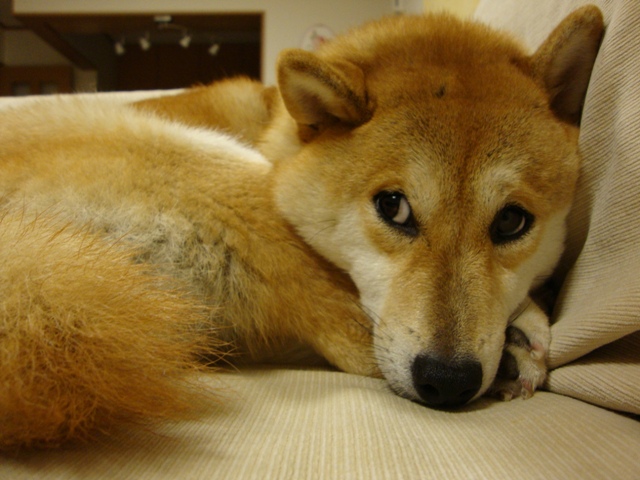 お疲れモード_a0126590_372274.jpg