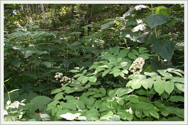 滝野・平成の森　（８・４）_f0146493_0504660.jpg