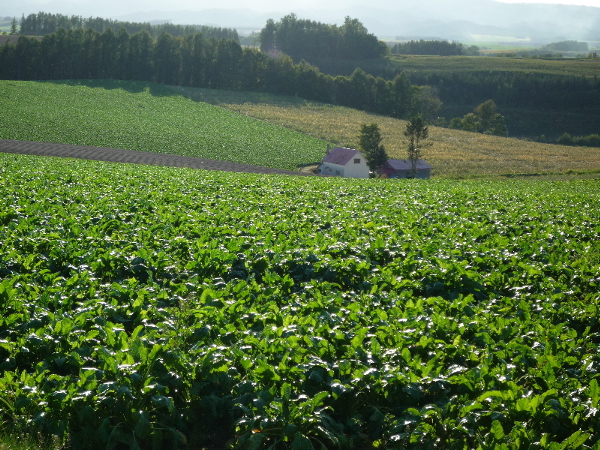 f0187700_164549.jpg