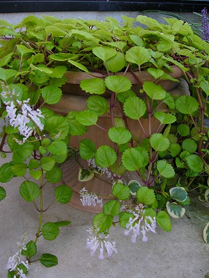 a0123003_17295341.jpg