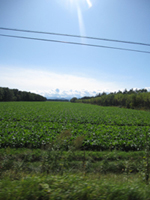 d0076603_63129.jpg