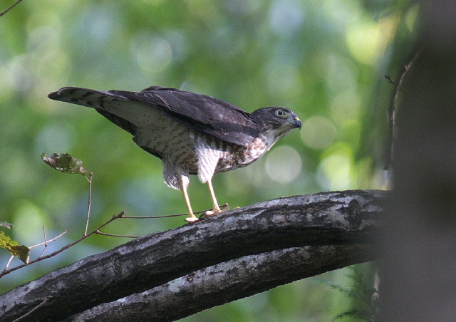 公園の野鳥　-ツミ-_f0196803_1751267.jpg