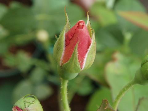 c0147909_21153271.jpg