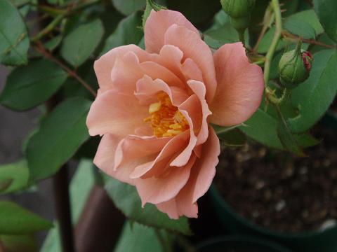 c0147909_2115557.jpg