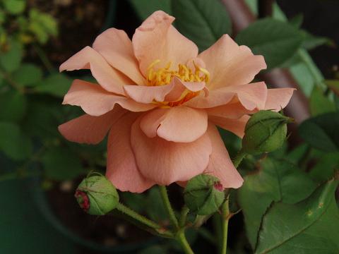 c0147909_21162971.jpg
