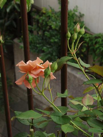 c0147909_21164580.jpg