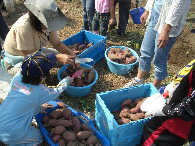 沼川のイモ掘り体験とカヌー教室_f0141310_23353275.jpg