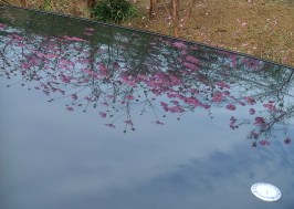 秋桜とＲ１２９ー♪_f0068511_1932576.jpg