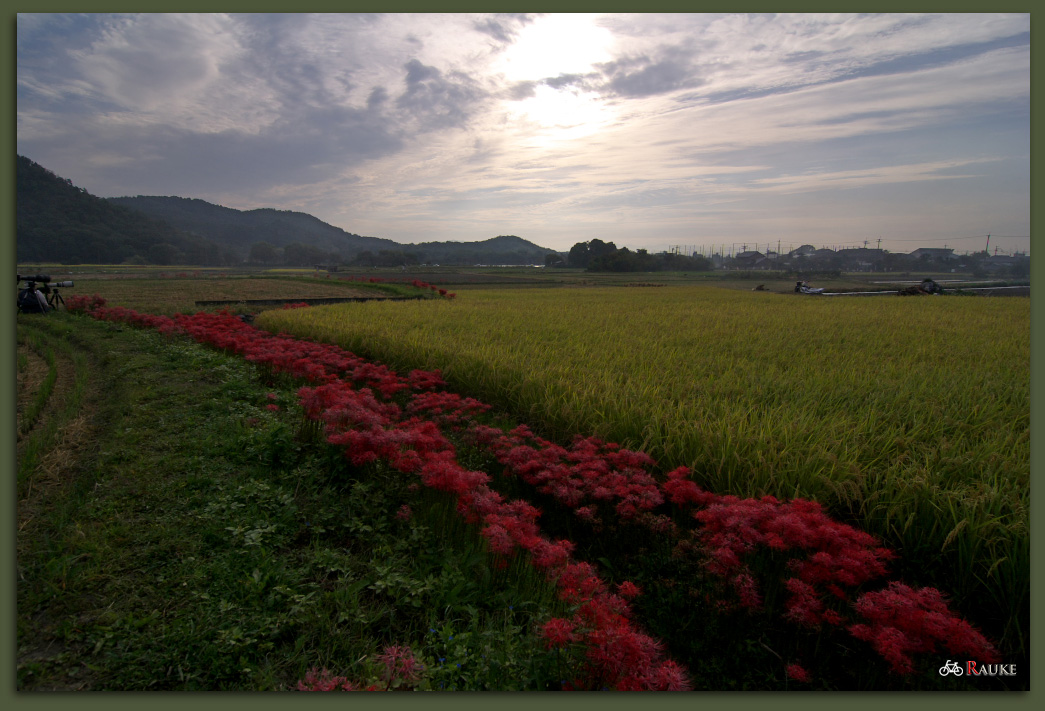 Pottering photo 「嵯峨野彼岸花編」_e0150228_2292156.jpg