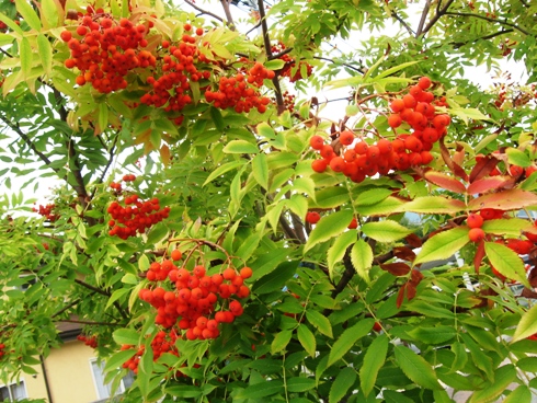 紅葉始まりました!_b0140235_13444649.jpg