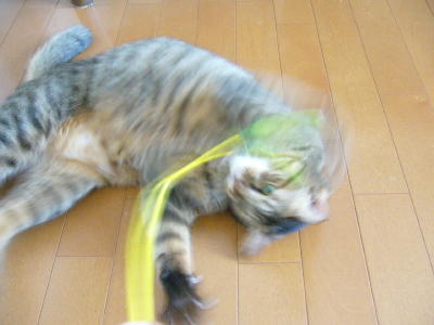 たろちゃん_d0152937_22131492.jpg