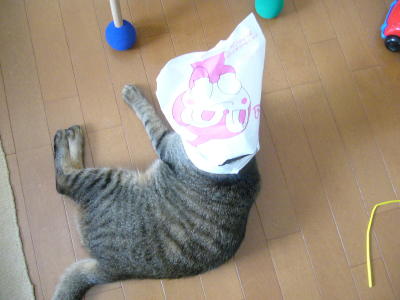 たろちゃん_d0152937_22153591.jpg