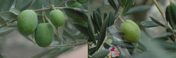 f0188237_2222282.gif