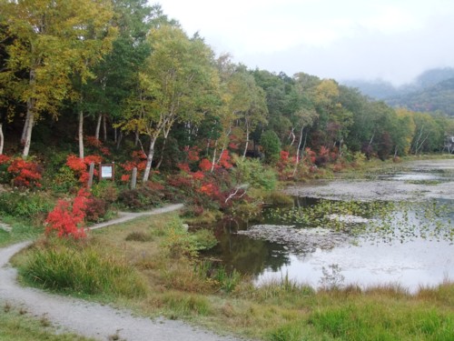 一沼の紅葉と蓮池の紅葉_b0141441_19132475.jpg