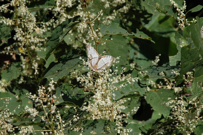 e0194952_15494570.jpg