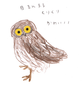 アオバズクの幼鳥。_b0126653_111068.jpg