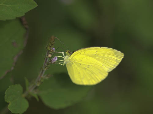 272　　野草園（倉敷）にて、、_f0202957_145929.jpg