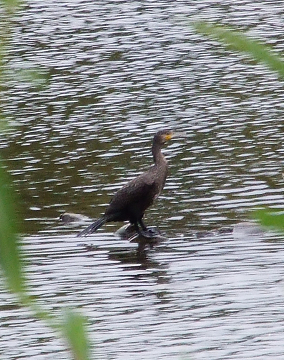 ペリカン目ウ科　カワ～～ウッ！_b0165760_1829972.jpg