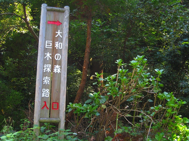 若杉山　681ｍ　大和の大杉　０９　9/20_f0156960_10105326.jpg