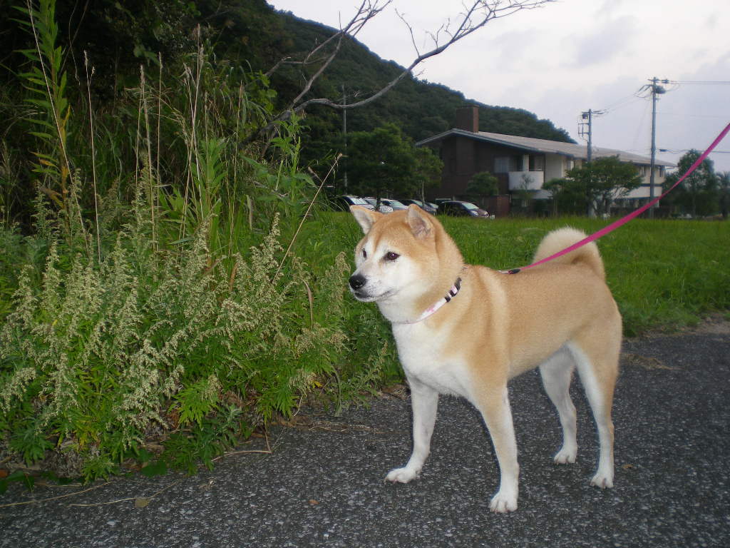 2009年9月28日(月)こころちゃんは素敵なモデル?_f0060461_11404515.jpg