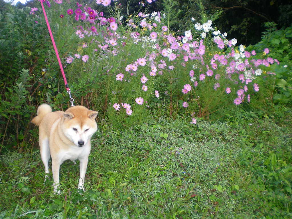 2009年9月28日(月)こころちゃんは素敵なモデル?_f0060461_11442593.jpg