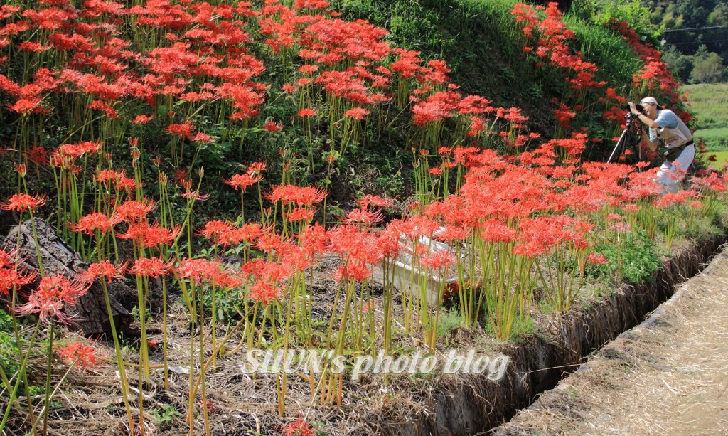 豊穣の明日香村　彼岸花の季節　その1_c0209667_20483045.jpg