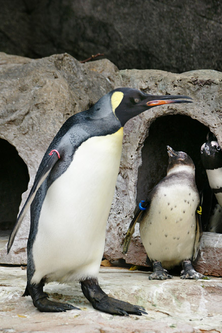 オウサマペンギンが歩く・・・_b0190068_22333542.jpg