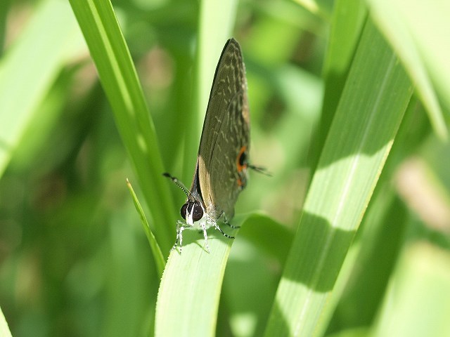 宮崎のルリウラナミシジミ_b0135573_15504742.jpg