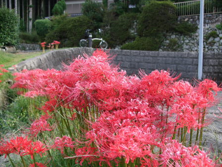花折越え達成！鯖街道～琵琶湖（前編：出町柳～静原～大原～途中峠～花折）_e0138081_16441110.jpg