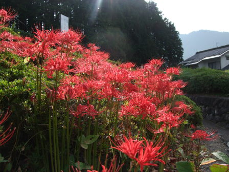 花折越え達成！鯖街道～琵琶湖（前編：出町柳～静原～大原～途中峠～花折）_e0138081_16455880.jpg