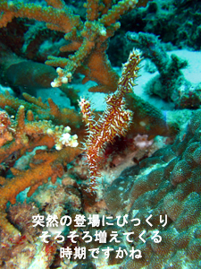 ラチャヤイ島合宿! 3本行っちゃうよ!!_f0144385_882714.jpg